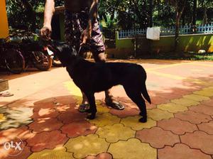 Labrador puppies for sale in mananthavady