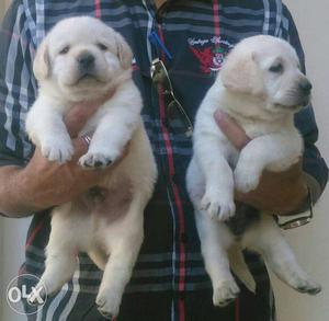 Labrador pyppie available all breed puppy pure