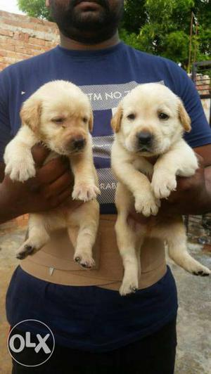 Labrador sell pups male and female sell call now