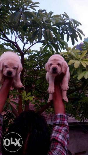 Labrador very good quality puppies availaible.