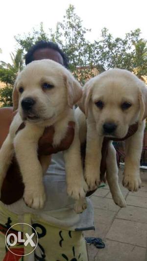 Labrador's fawn colour puppies available top