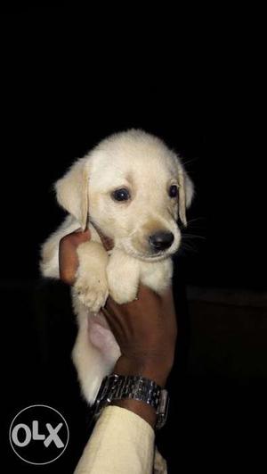 Labrodor Puppys good quality