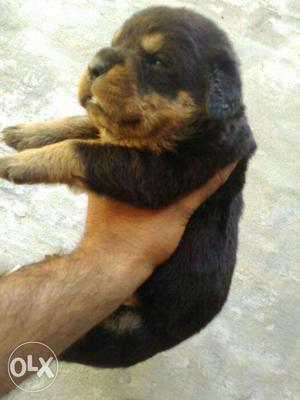 Lebrador Rottweiler Saint Bernard Pug available