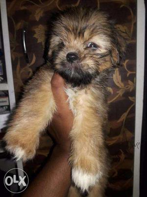 Lhasa Apso puppies/ dog for sale find a cautious buddy in