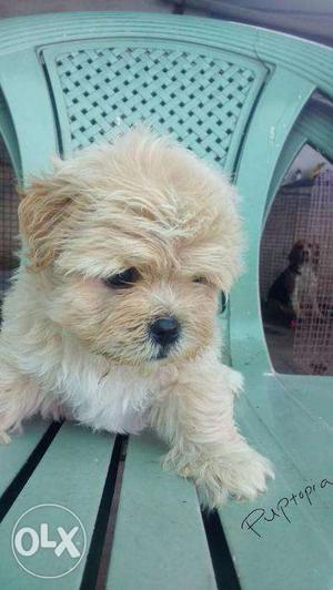 Lhasa Apso puppies/dogs for sale find a cautious bud in dogs