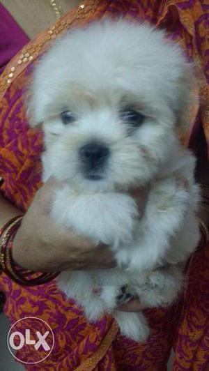Lhasa Apso puppy/ dog for sale find a dignified buddy in
