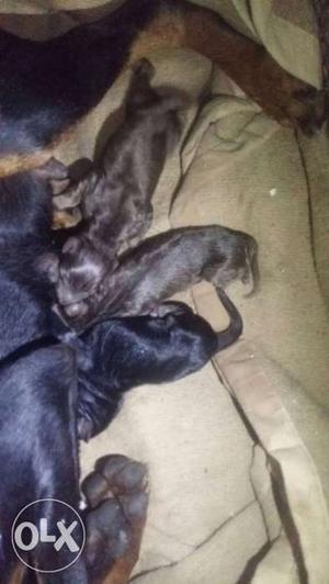 Litter Of Black And Brown Puppies