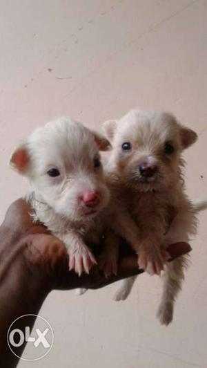 Long-coated Two White pom Puppies Male and female