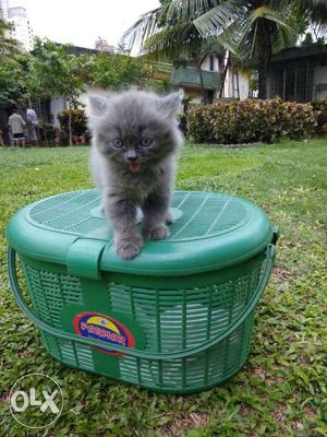 Long-fur Gray Kitten And Green Plastic Basket