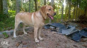 Male Lab 1.6 yr old