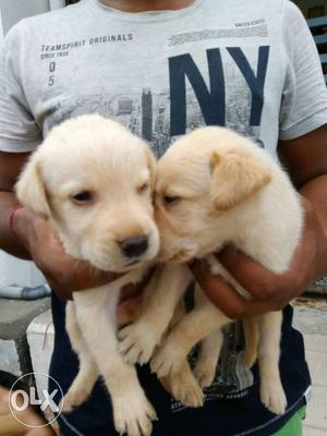 Male and female Lab puppies. 30 Days as on