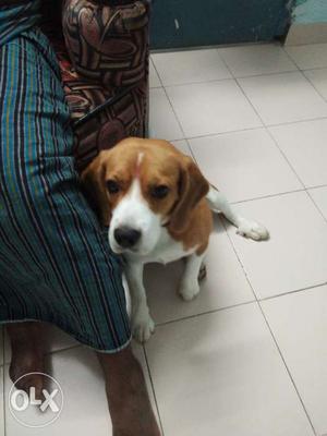 Male beagle for breeding not for sale