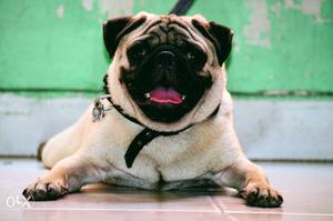 Male pug for mating(not for sale)