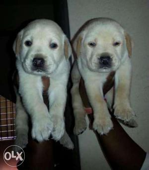Mr. dog gives you Super Quality labrador puppies908