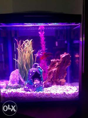 Nano Tank with Male Betta Fish - 2 month old