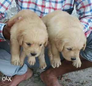 O6 Golden retriever puppy 30 days old pure breed