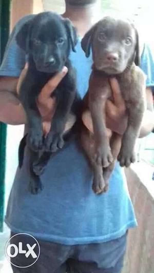 One Black male fawn female box face Puppies available