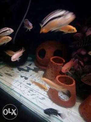 Orange And Gray Pet Fish