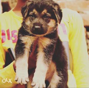 Outstanding quality gsd pup male female available