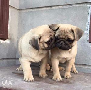 PUG SUPERB PUNCH FACE heavy wrinkles good quality puppies
