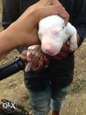 Pakistani Bully High Breed puppy male 20days old