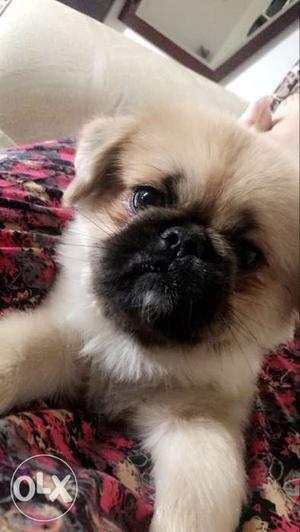 Pekingese Dog. He is 8 months old.