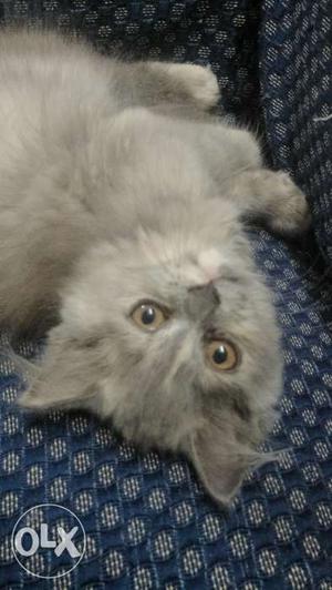 Persian Kitten Shaded Grey 2 month old