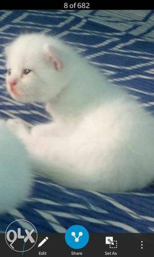 Persian Kitten White. 20 days old.