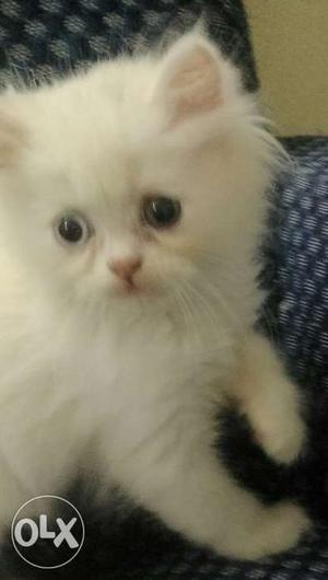 Persian Kittens/cat For Sale