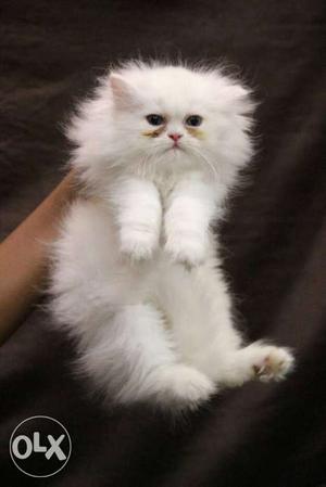 Persian cat 2 white 2 bi colour kitten