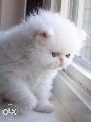 Persian cat White Kitten
