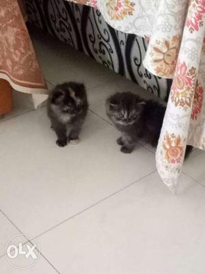Persian cat baby's 25days old