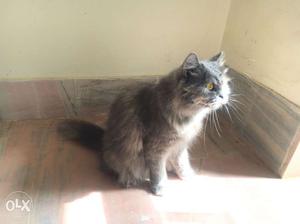 Persian female cat.1yr old.doll face