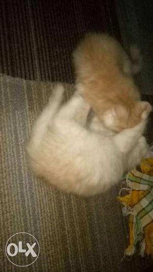 Persian kittens 2 months old potty trained will