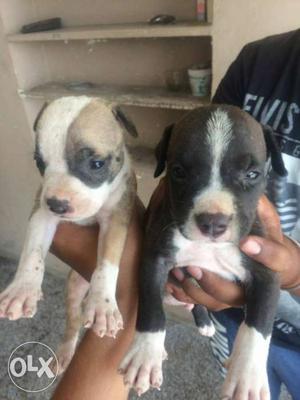 Pit bull male female for sale