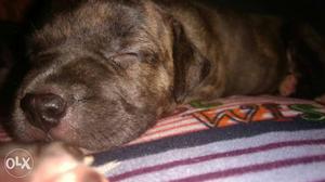 Pitbull male pup available in brindle colour