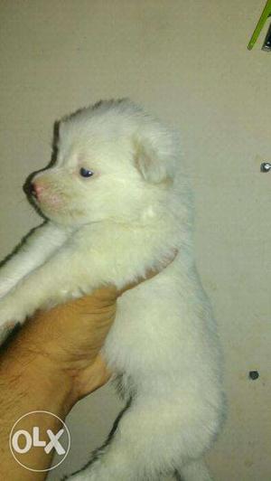 Pomeranian puppies available for sale