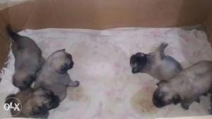 Pomeraninan puppys for sale 45 days old