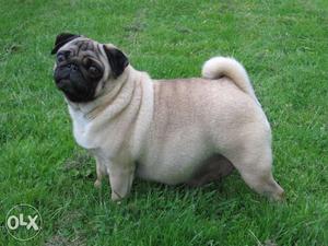 Pregnant pug with kci and microchip and one