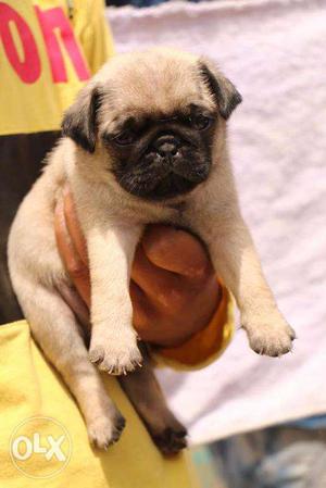 Pug Heavy quality Puppies in very low price