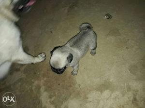 Pug Puppy for sale male  female  fix rate 24 day age