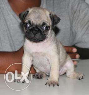 Pug Show quality puppies in very low price