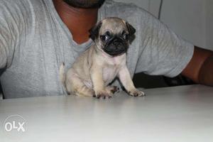 Pug Show quality puppies in very low price