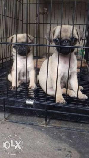 Pug female under nose available