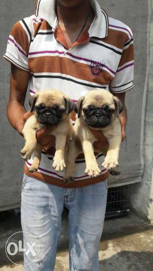 Pug full healthy and active puppies availaible.