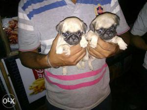 Pug male and female available stock booking me