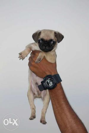 Pug male pups for sale in very low prize n very