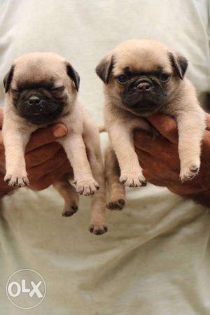 Pug show quality puppies in low price with check up done