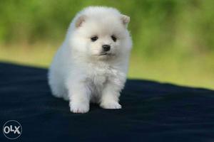 Pure White POM Male and Female Puppies Available