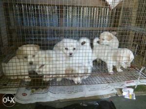 Pure breed German Spitz's puppy's ready stock